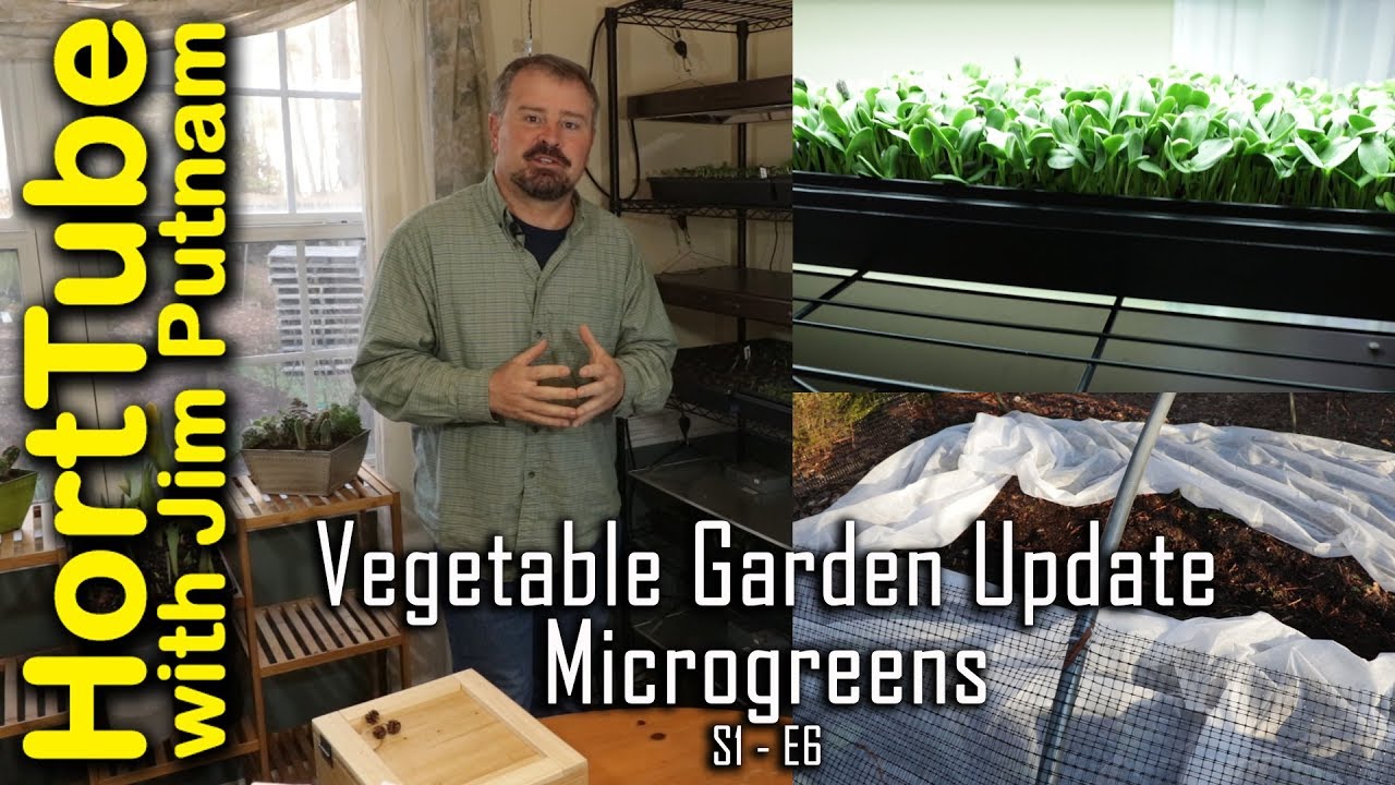 Weekly Vegetable Garden Update - Microgreens - S1-E6