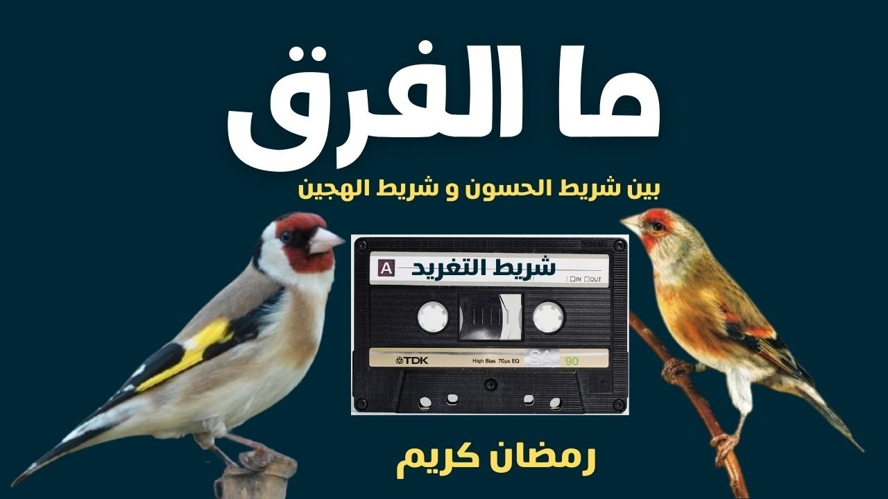 ما الفرق بين شريط الحسون وشريط الهجين؟ شرح مبسّط للمبتدئين