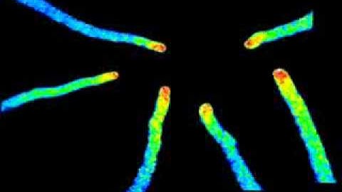 Calcium Oscillations in the Arabidopsis Thaliana Pollen Tube