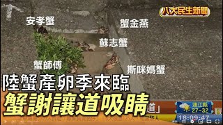 陸蟹產卵季來臨 「蟹謝讓道」圖吸睛 |【民生八方事】| 2022081303 @gtvnews27