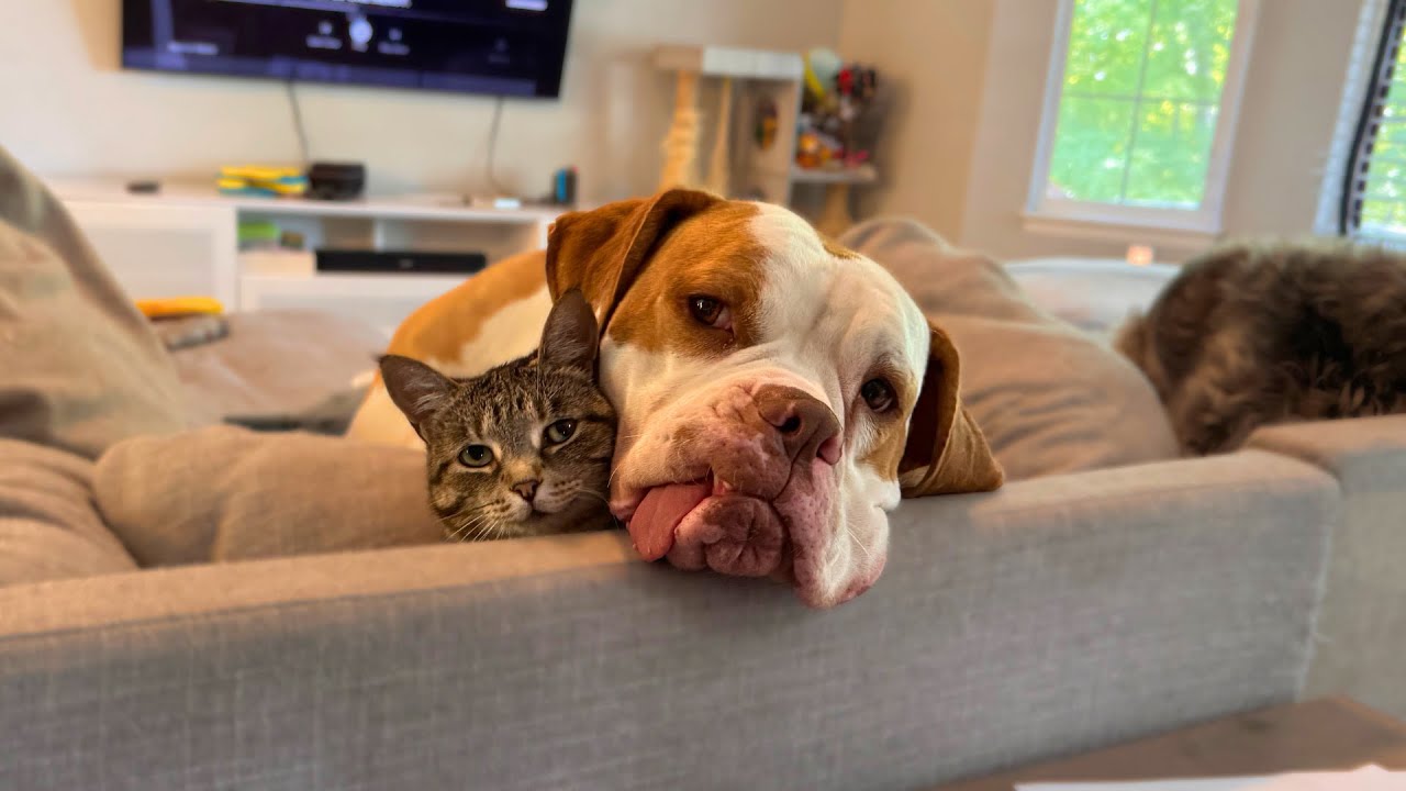 Shy American Bulldog finds refuge and healing at NOCO Humane