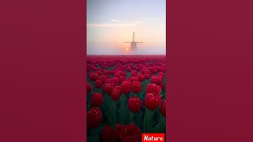 Tulip Fields in Netherlands are just so Mesmerizing ❤️🥰😍 #Netherland #short #nature