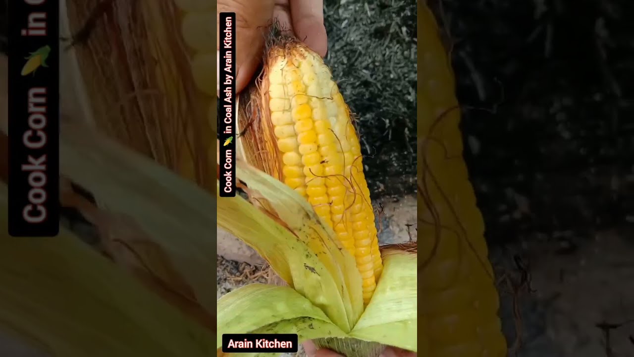 Cook Corn in Coal Ash by Arain Kitchen | Corn 🌽 in Coal Ash | Steam Corn Recipe | Corn Cooking Vlog