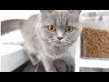 つぶらな瞳でチュールをおねだりしてくる愛猫が可愛すぎるw