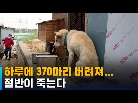 다리 잃고 절뚝절뚝…반려동물 유기, 하루에 370마리 / SBS