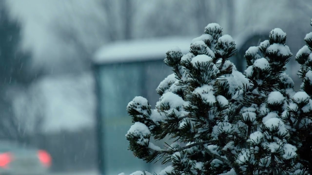 Macro shot of a Snow-covered Pine Tree ⸢𝚏𝚛𝚎𝚎-𝚜𝚝𝚘𝚌𝚔-𝚏𝚘𝚘𝚝𝚊𝚐𝚎⸥