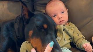This Dangerous 92lb Doberman Fell Asleep on the Newborn and Refused to Move 💔