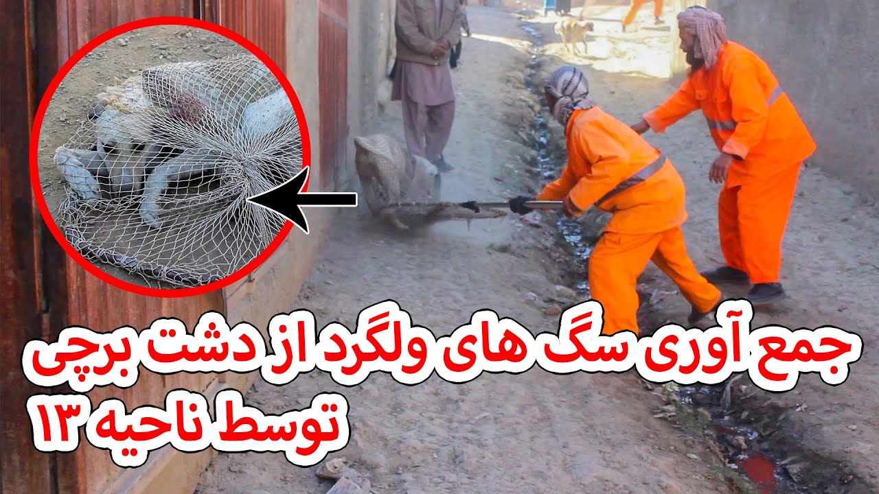 جمع آوری سگ های ولگرد از دشت برچی توسط ناحیه 13