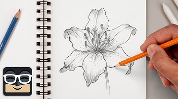 How to Draw a Realistic Lily | Step by Step Art Lesson for Beginners