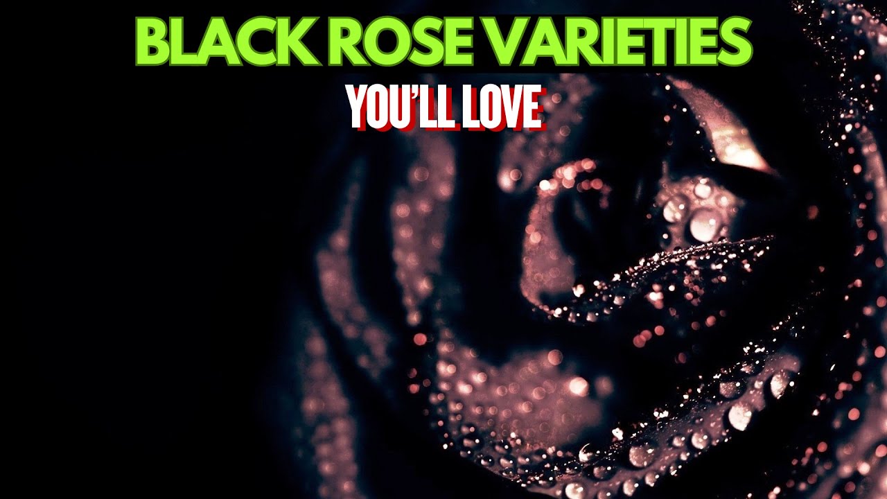 10 потрясающих сортов чёрных роз, которые вам понравятся | Самые красивые чёрные розы