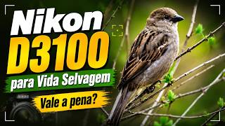 Nikon D3100 para fotografia de vida selvagem (com Nikkor 200-500mm AF-S f/5.6 E ED VR)