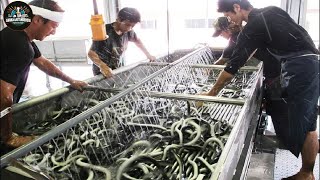 Cómo Crían Los Agricultores Japoneses Millones De Anguilas? Fábrica De Procesamiento De Anguilas