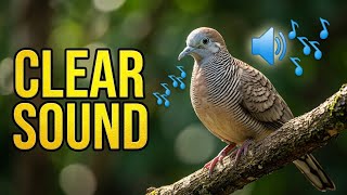 Zebra Dove Calling Sound HD|Birds Sound|Birds calling  screenshot 4