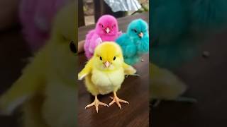 Punya Ayam Dan Kambing #shortvideo #comedy #funny