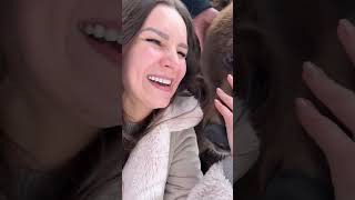 Loving Bear Cuddles and Rubs Its Face Against a Lady