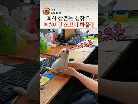 회사 이모삼촌들 심장 다 부숴버린 쪼꼬미 댕댕이의 하울링(A puppy visiting my dad's office) #강아지 #아기강아지 #강아지개인기 #하울링 thumbnail