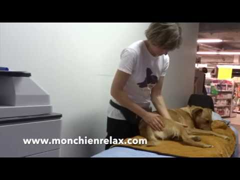 Massage canin en espace public