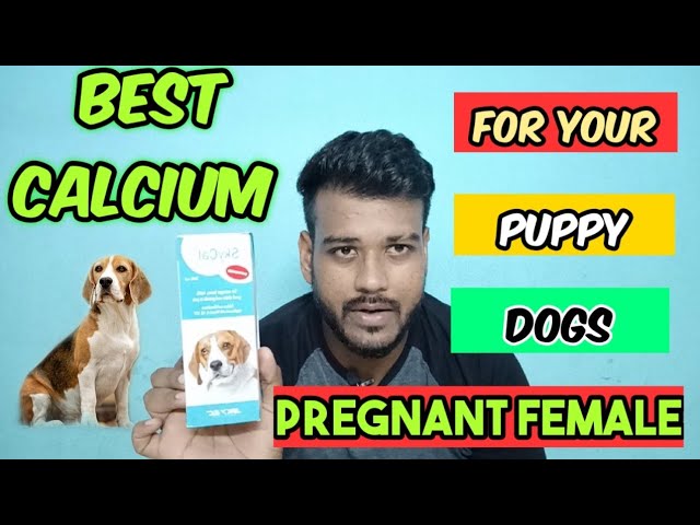 calcium for pregnant dogs
