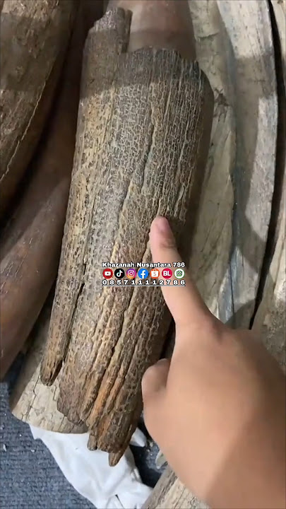 Gading Gajah Import Bahan Pipa Canglong Once | #pipagadinggajah #oncegadinggajah #pipacanglong
