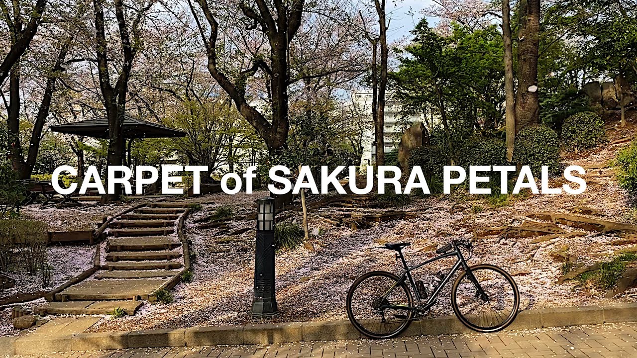 The End of Sakura Season | Tokyo Suburb Cycling