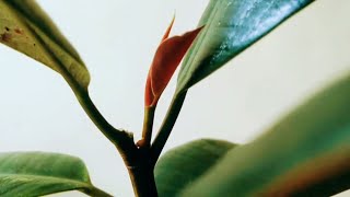 NEW GROWTH ON THE RUBBER PLANT /HOW TO BRANCH OUT THE RUBBER PLANT