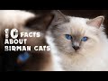 10 facts about Birman Cats