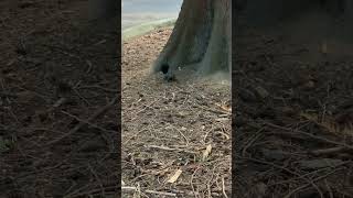 Friendly black squirrel in Bellingham