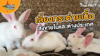 เลี้ยงกระต่ายเนื้อส่งขายในและต่างประเทศ | อาชีพทั่วไทย | ทุกทิศทั่วไทย