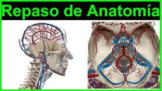 (Part 2) Review of Blood Vessels of the Head and Neck