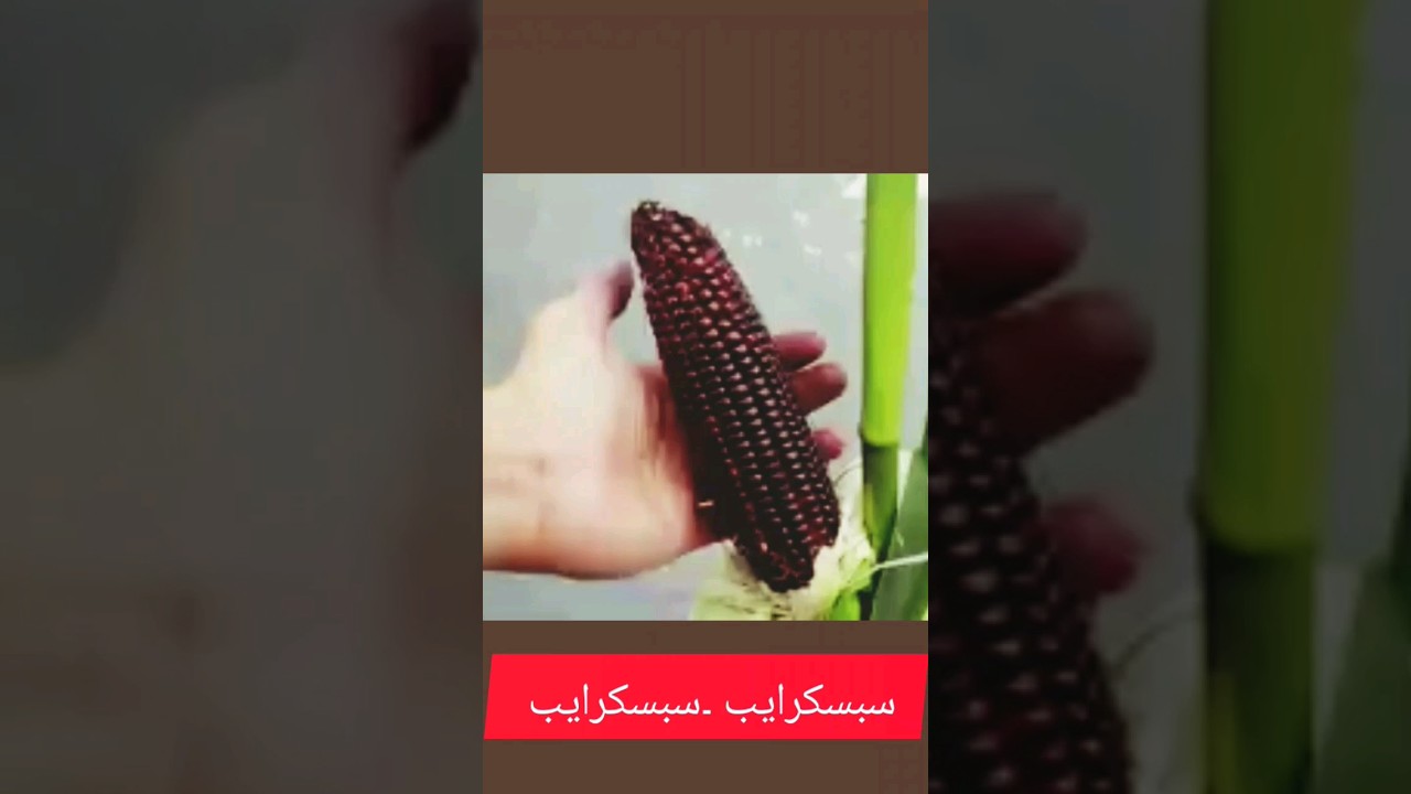 Growing special corn varieties with purple color - black corn -