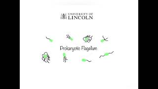 Prokayotic flagellum