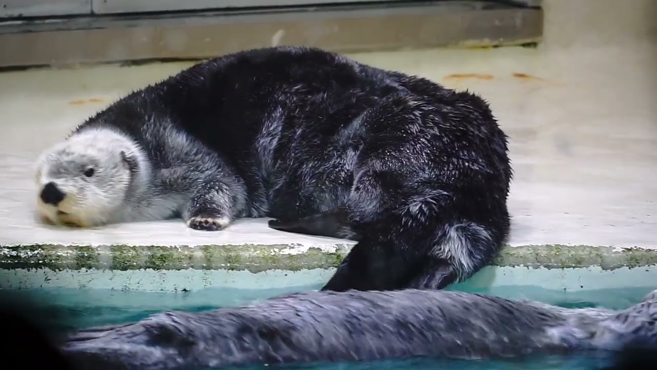 鳥羽水族館 ラッコ キラちゃん氷を隠したい メイちゃん「違うわよ