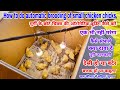 How to do automatic brooding of small chicken chicks | मुर्गी के छोटे चिक्स की ऑटोमेटिक ब्रूडिंग करे