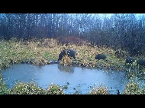 "Координаты: Алтай" - Тигирекский заповедник (Бийское телевидение)