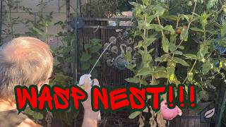 Free Shipping, Free Strawberry Plants, and One Wasp Nest We Did Not Expect | Garden Tour