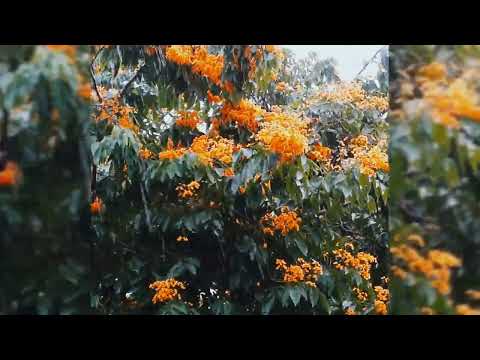 BEAUTIFUL NATURE 💜+ Free NCS Music #nature #love #flowers