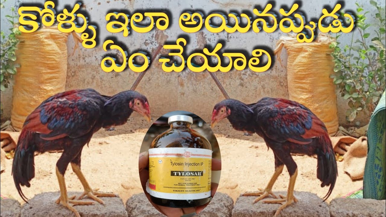 కోళ్ళకి ఎండు తెగులు రోగం వస్తే ఏం చేయాలి||జాతి కోళ్ళకు వచ్చే రోగాలు మరియు వాటి యొక్క మందులు