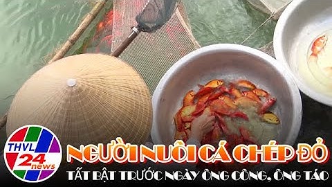 Người nuôi cá chép đỏ tất bật trước ngày ông Công, ông Táo