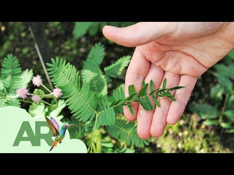 Video: Mimosa tímida. Características crecientes