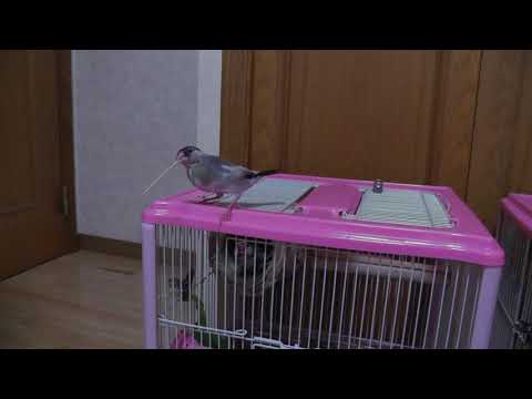 【文鳥】爪楊枝で遊ぶミッキーさん [Java Sparrow]Mikky's playing with a toothpick