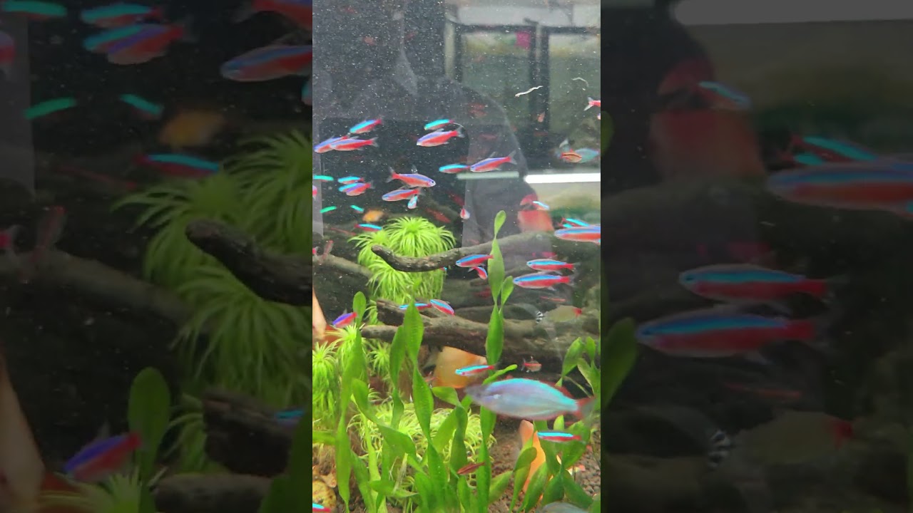 Tetra World #music #bollywood #aquarium #plantedtank #nature #shorts