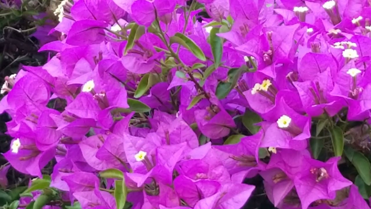 Bougainvillea Plant with Dark Purple Flowers | Music