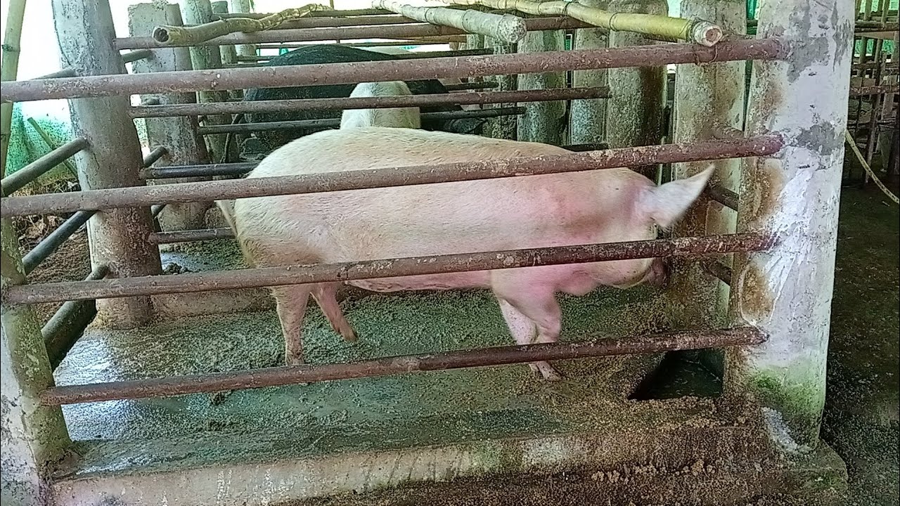Pig farm in Jorhat Assam 