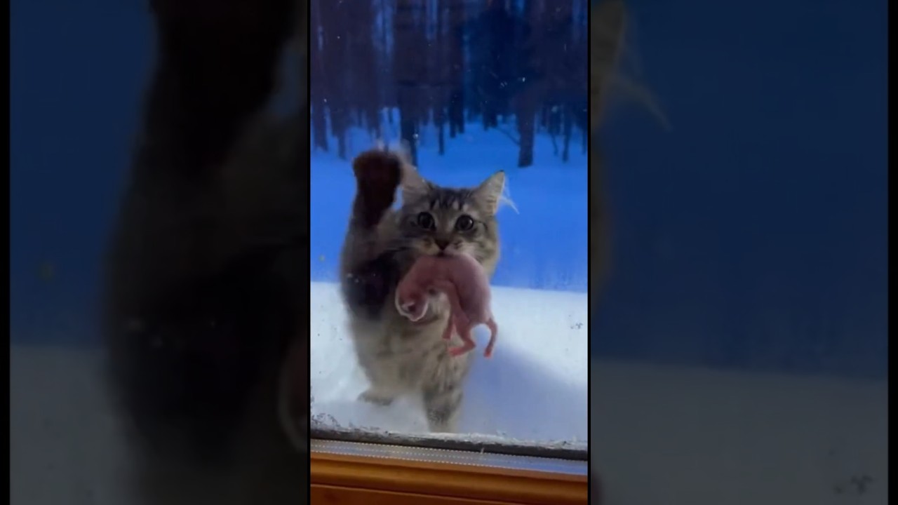 Frosted Window Knock Mama Cat Begs for Help Part 1