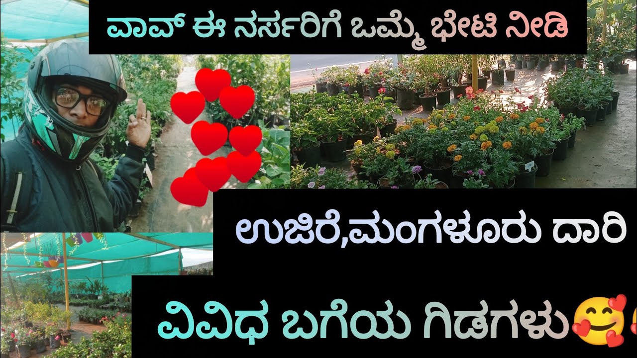 ಪರಿಸರ ಪ್ರೇಮಿಗಳು ಈ ಸುಂದರವಾದ ನರ್ಸರಿಗೆ ಒಮ್ಮೆ ಭೇಟಿ  ನೀಡಿ🥰🥰🥰Yaksha info Kannada☺️||||
