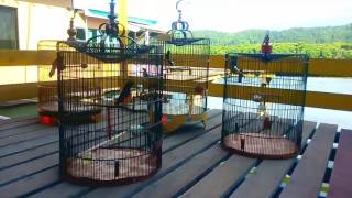 Download Lagu Suara koloni murai batu #murai #kicaumania #kicaumaniaindonesia #bruneidarussalam MP3