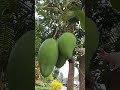 Kucing panjat pohon mangga🥭 "ken"😺cat
