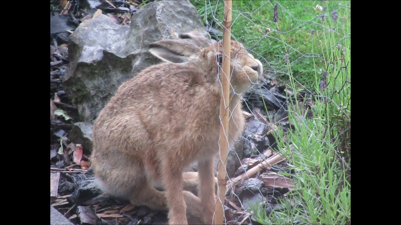 Beautiful Wildlife Compilation Photos 💖🐰🦅🦌🦊🦆🕊🐓