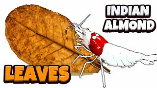 Indian Almond Leaves In A Shrimp Tank