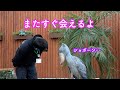 ハシビロコウのふたば、大好きなお兄さんとしばしのお別れ!Futaba New Year Special Event The last day☆ Shoebill FUTABA 2020_20